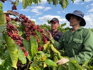 Petani kopi dengan hasilnya