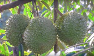 Durian Vietnam