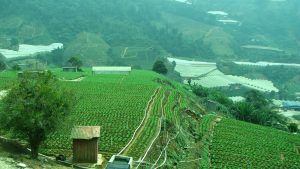 Ladang sayur Cameron Highland