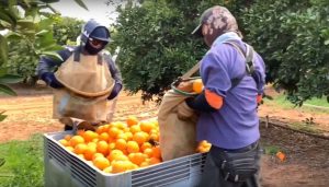 Pemetik buah Australia