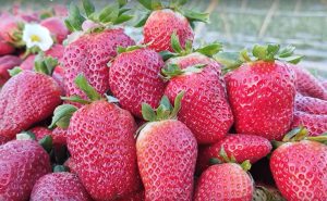 Strawberry Morocco